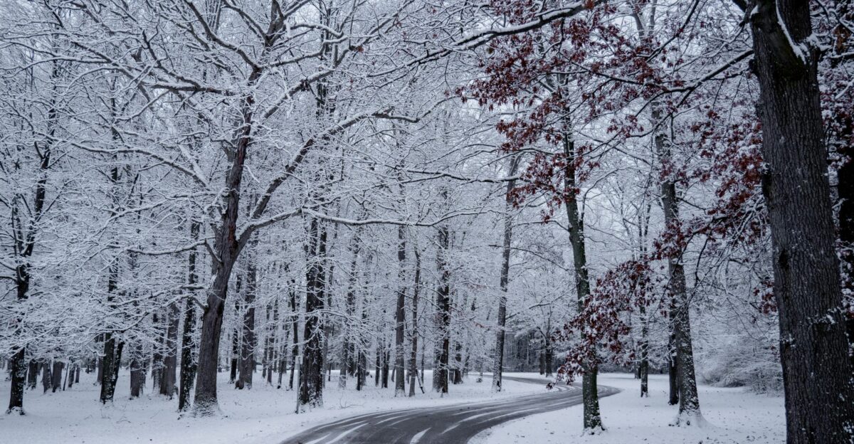 empty roadway between trees covered by snow