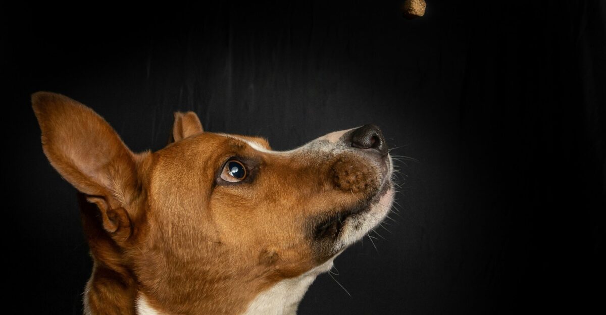 short-coated brown and white dog looking up