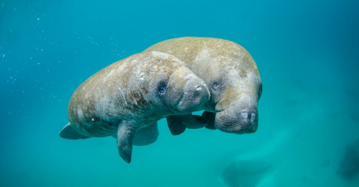 Mother manatee and calf swimming