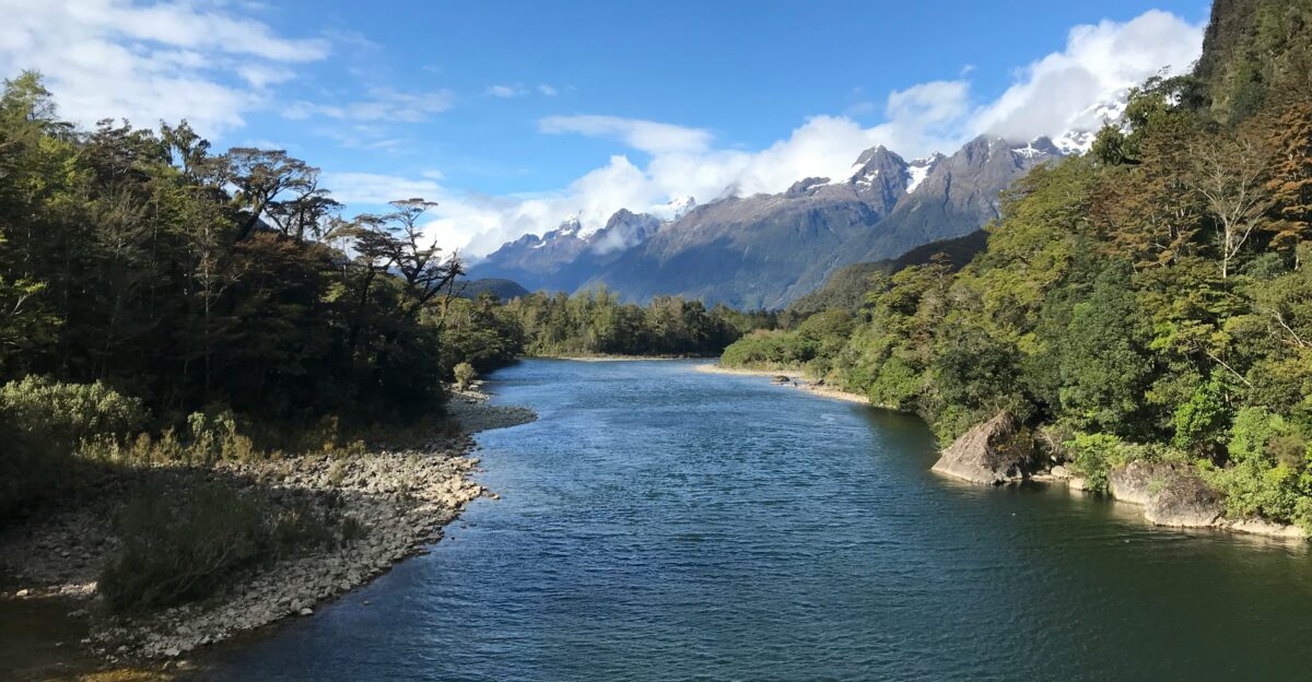 body of water between trees during daytime