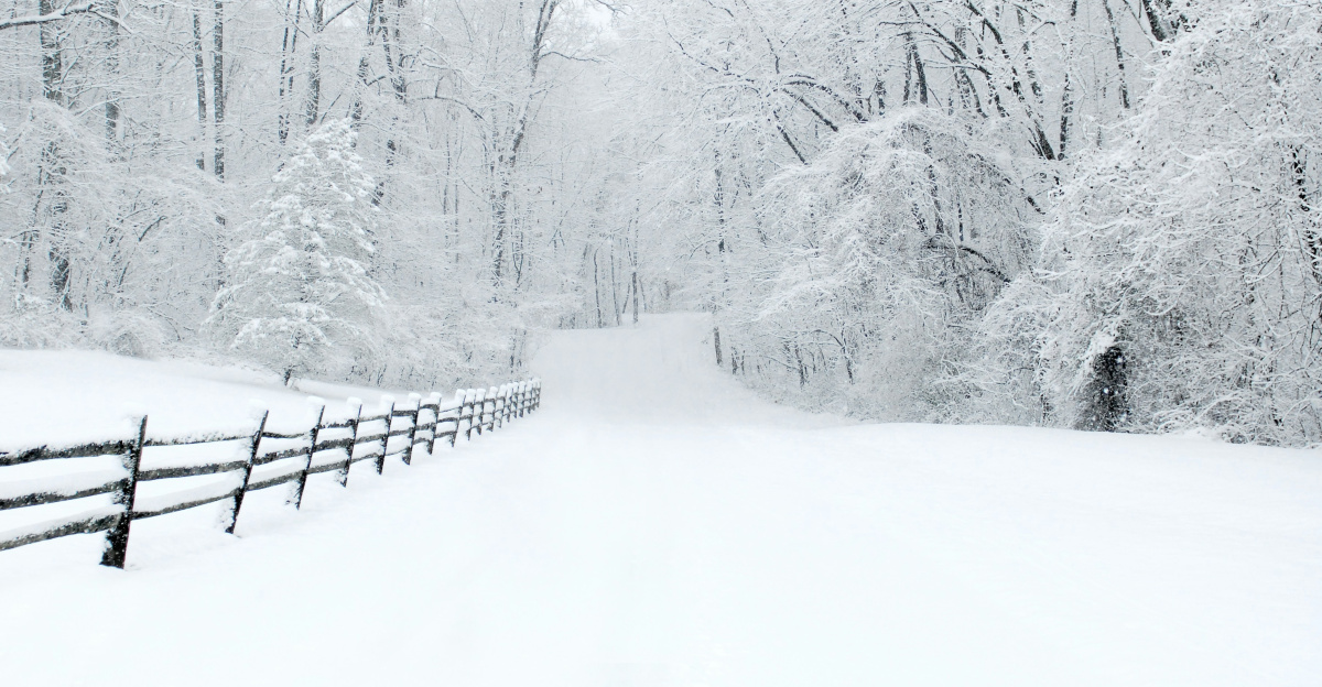 snow covered trees beside fence