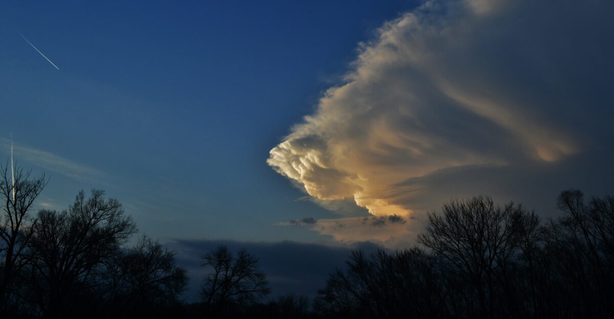silhouette of trees during daytime