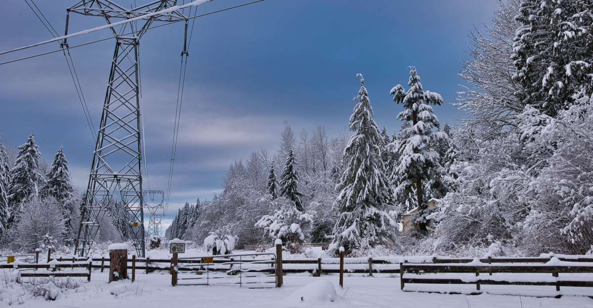 snow-covered trees near electricity post
