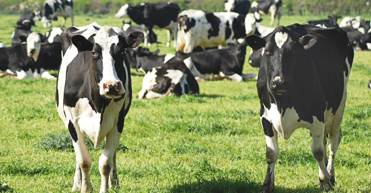 black and white cow on green grass field during daytime