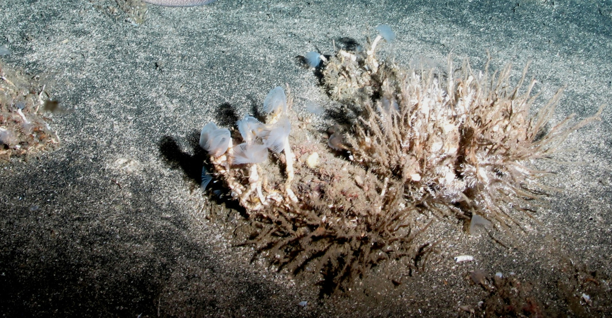blue and white polka dot fish on coral reef