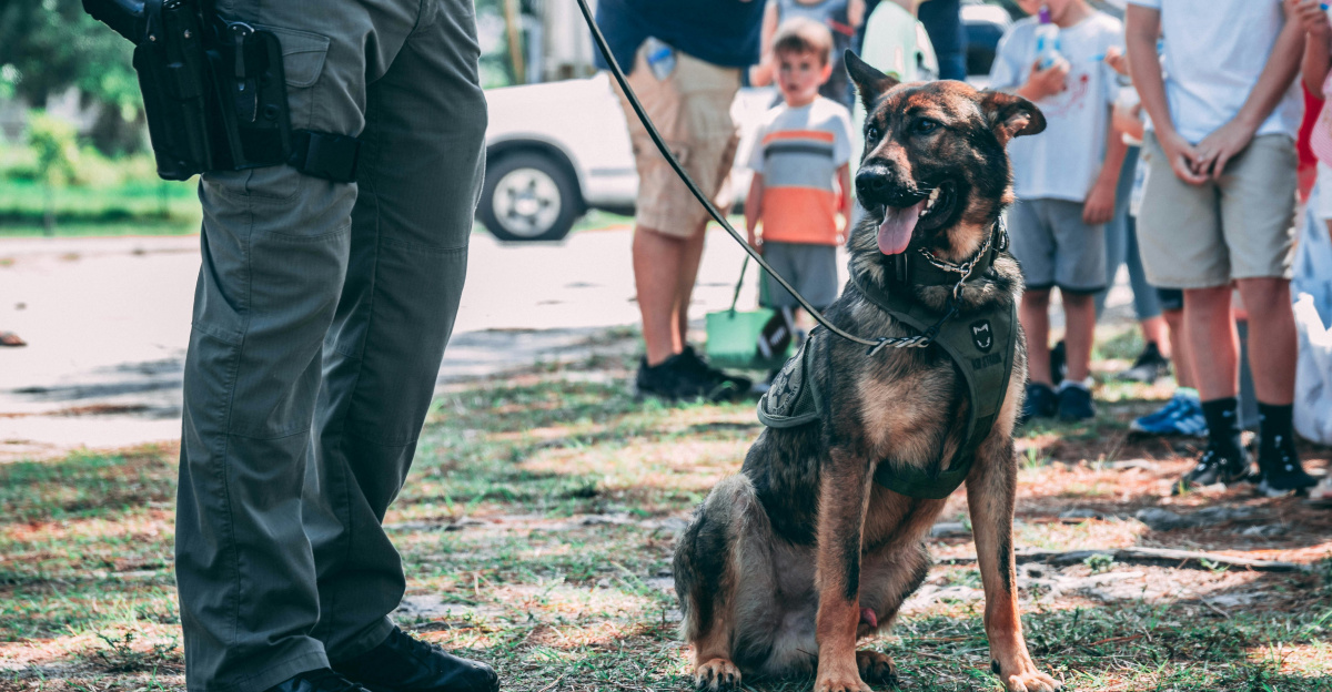 black and tan german shepherd running on field during daytime