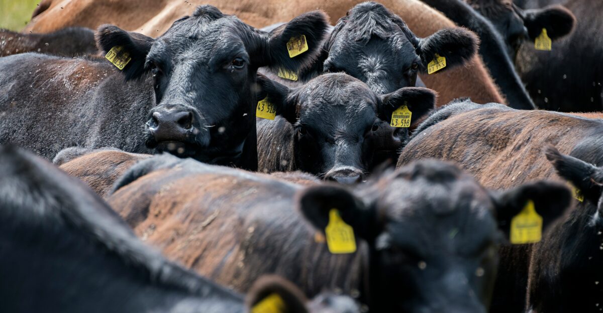 black and brown cows on brown field during daytime