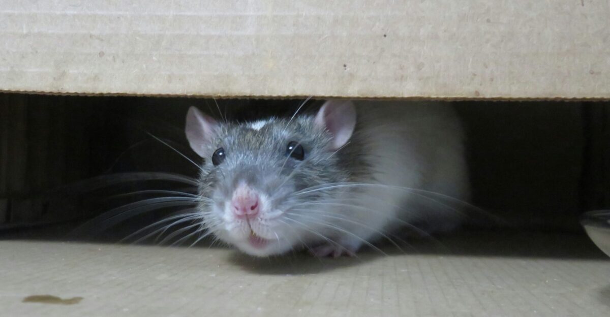 white mouse on brown cardboard box