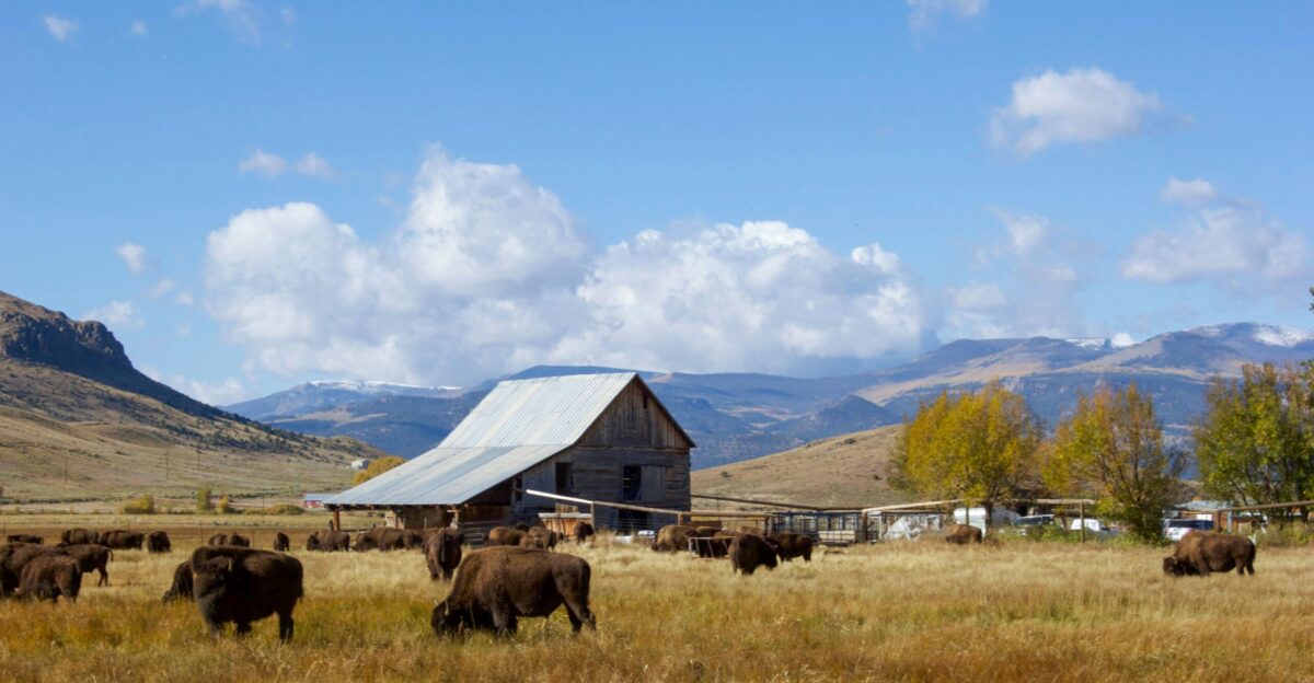 brown and white wooden barn on green grass field under blue sky during daytime