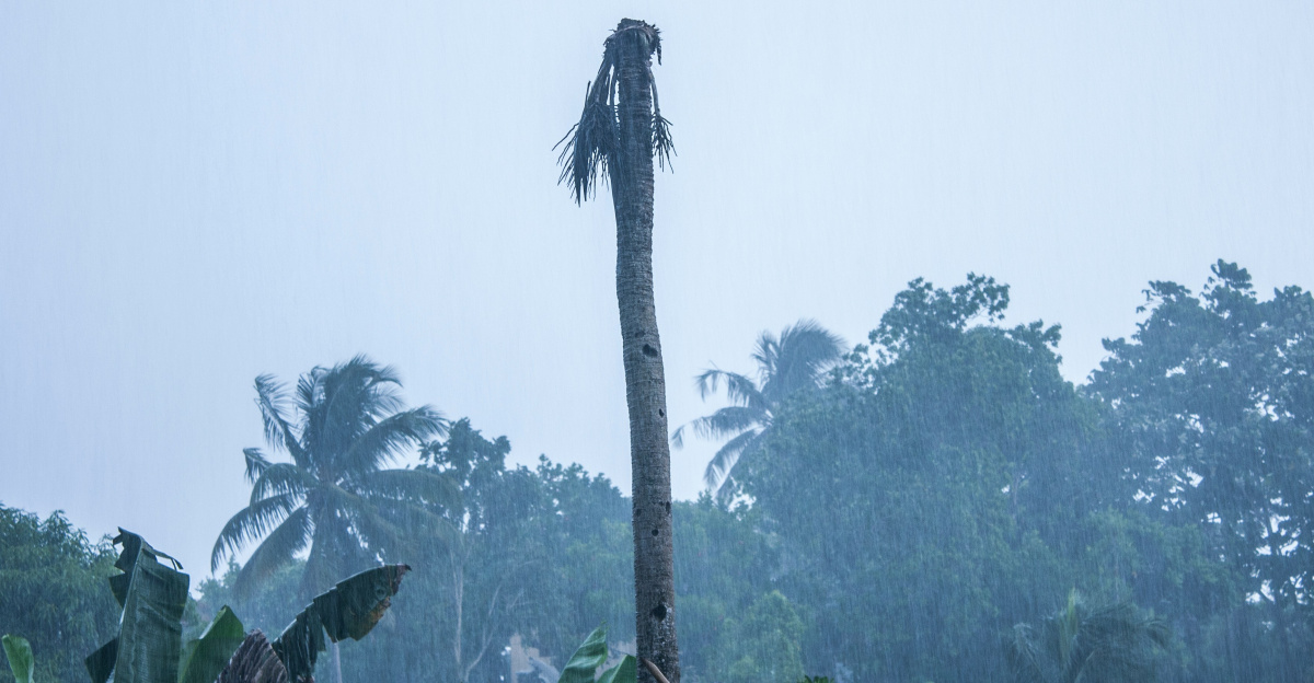 black bird on tree branch during daytime