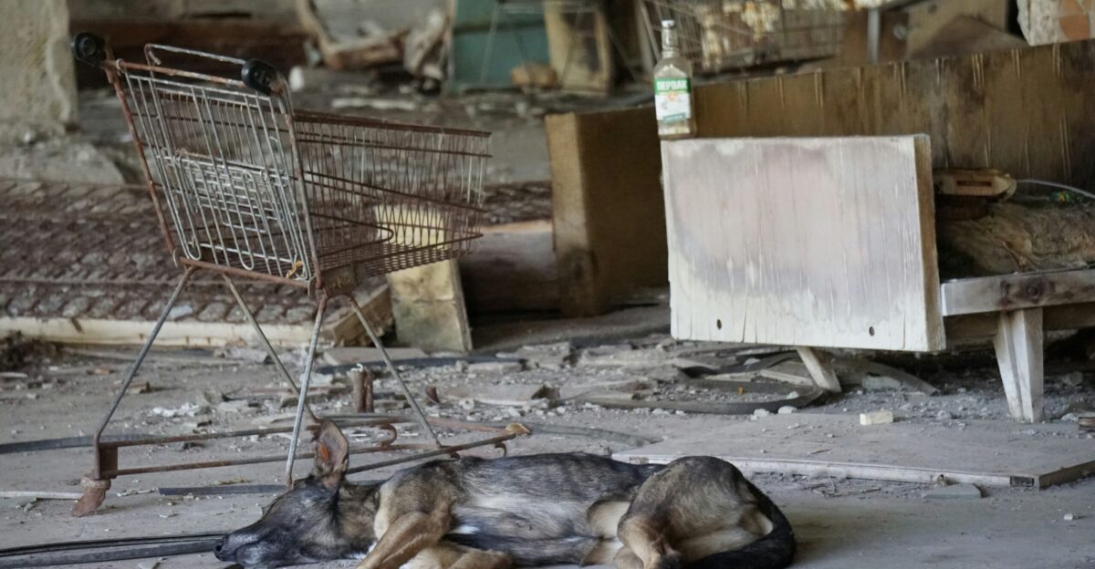 german shepherd lying on ground beside white metal cage