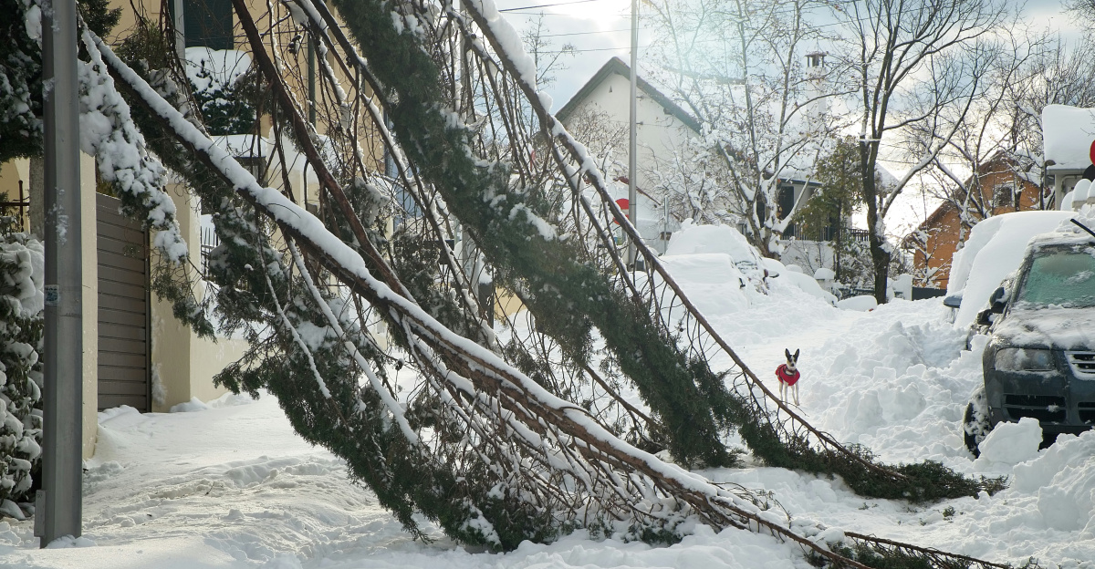 brown bare tree on snow covered ground during daytime