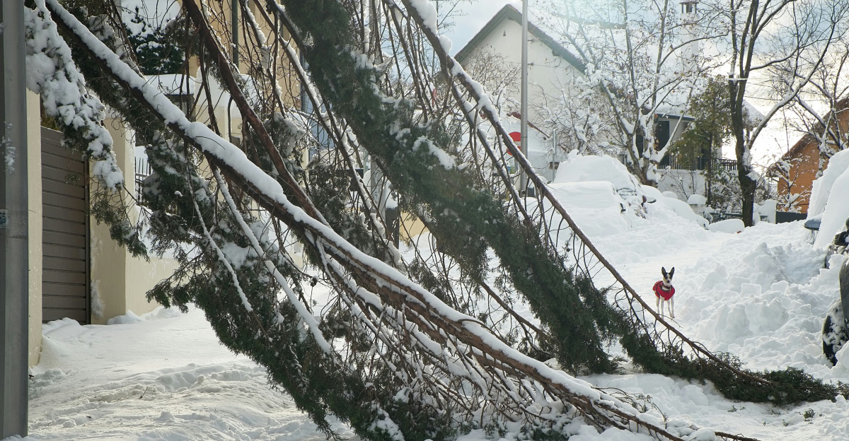 brown bare tree on snow covered ground during daytime