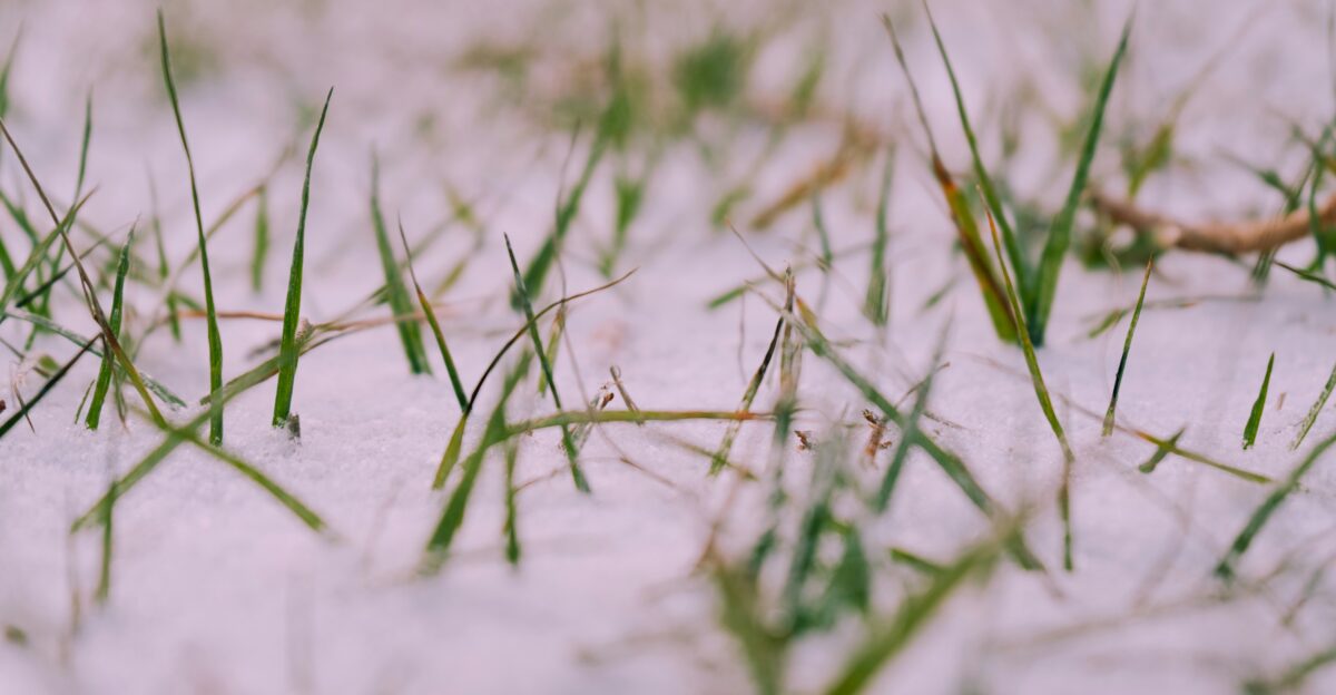green grass on white sand