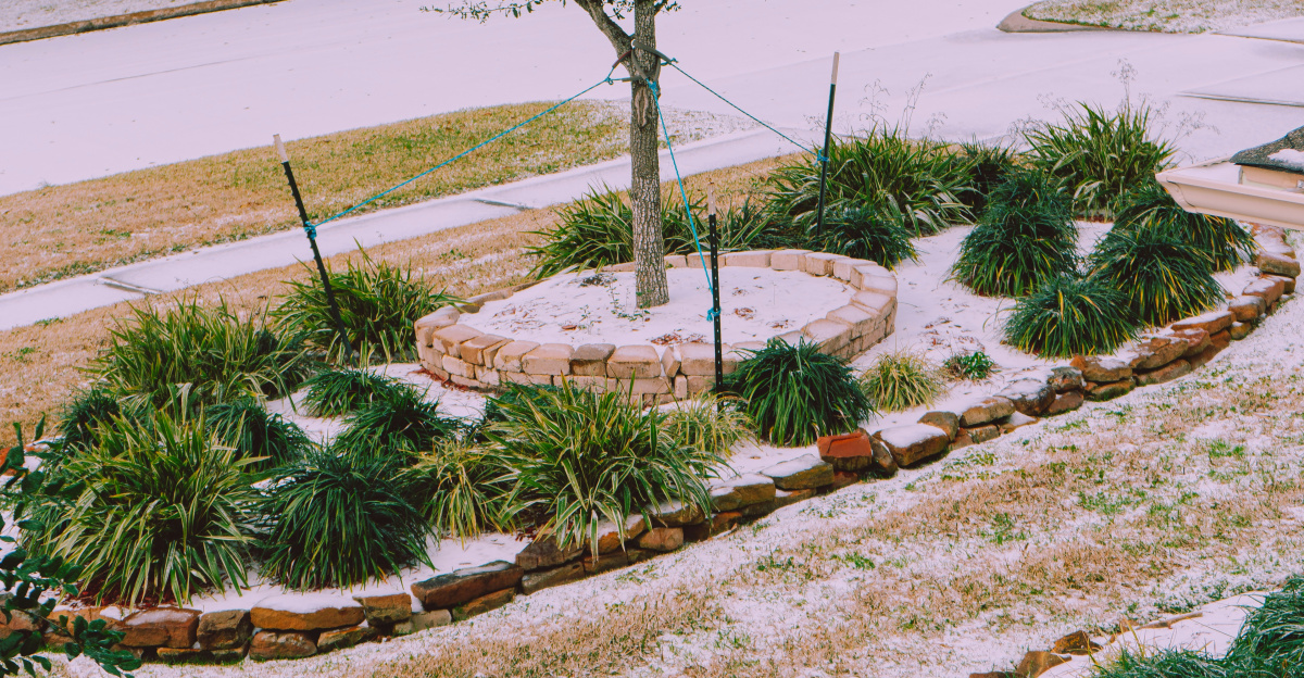 green tree on brown soil