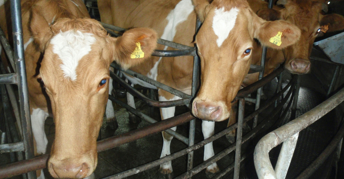 brown cow on black metal cage