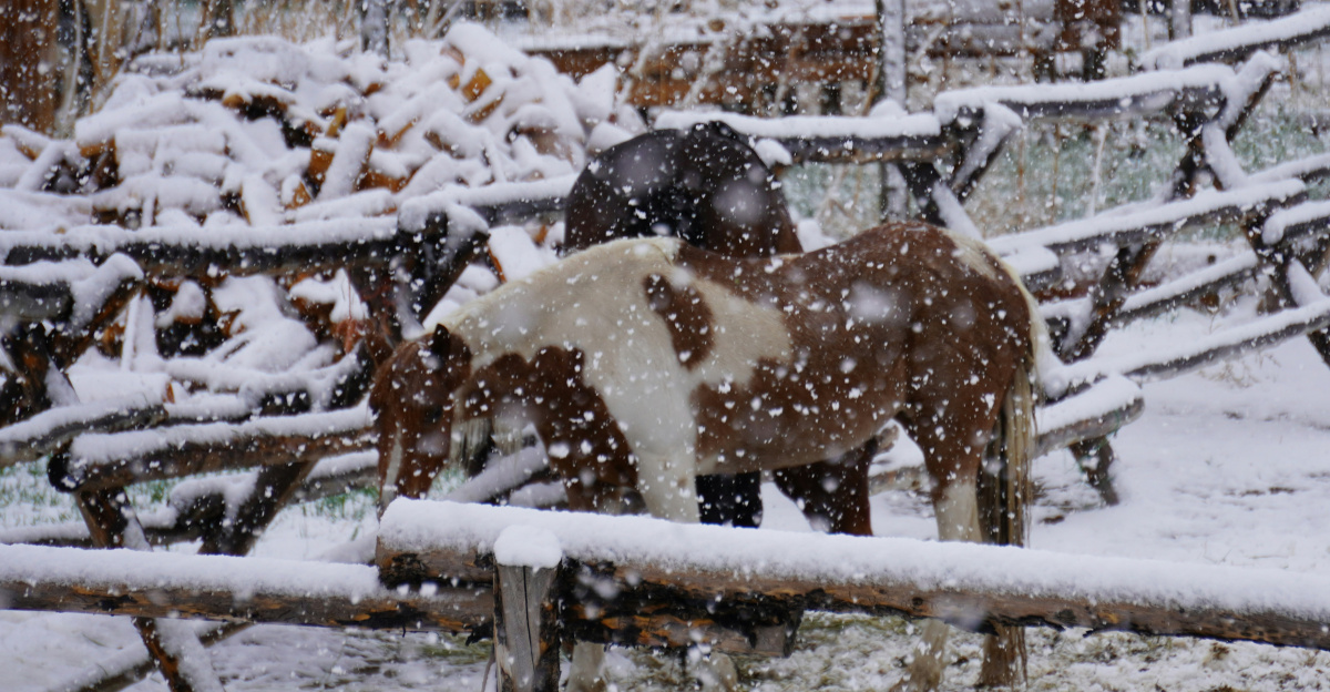 brown and white cow on white snow covered field during daytime