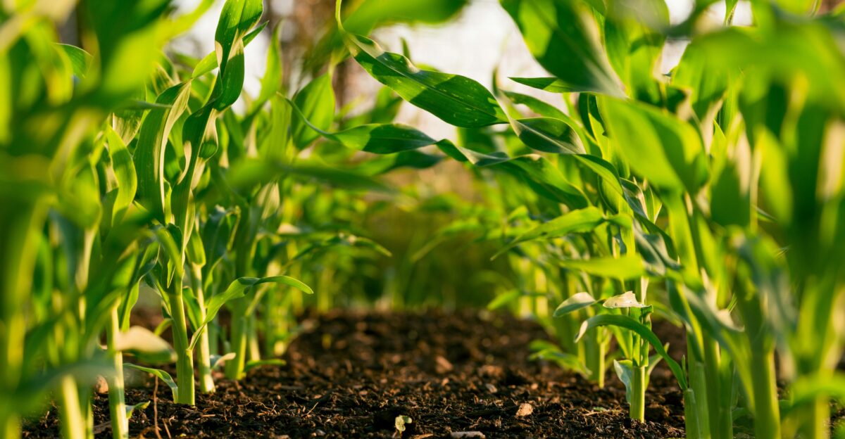 green plant on brown soil