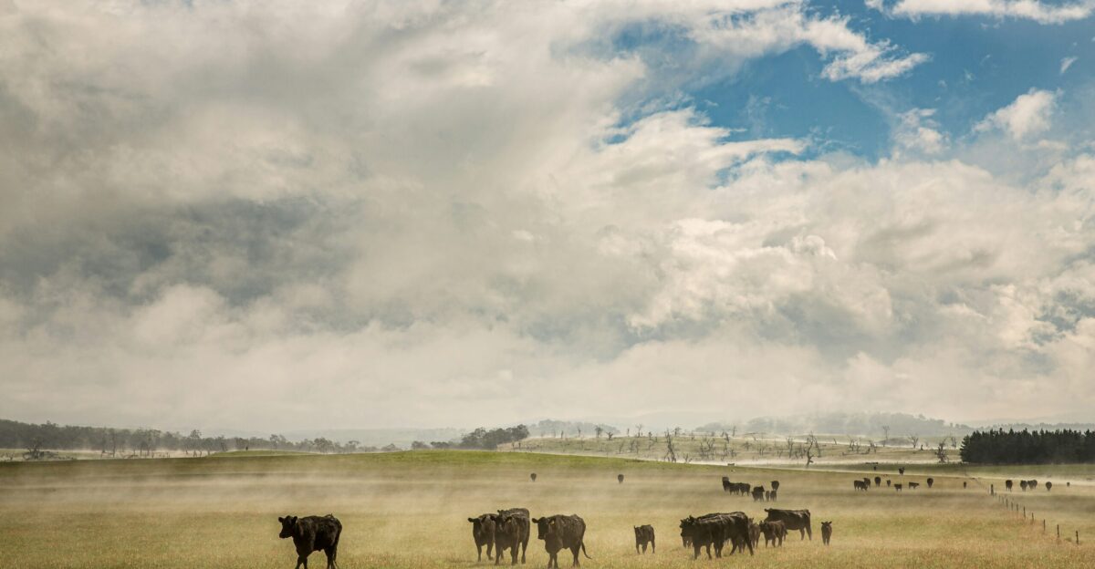 herd of horses on green grass field under white clouds and blue sky during daytime