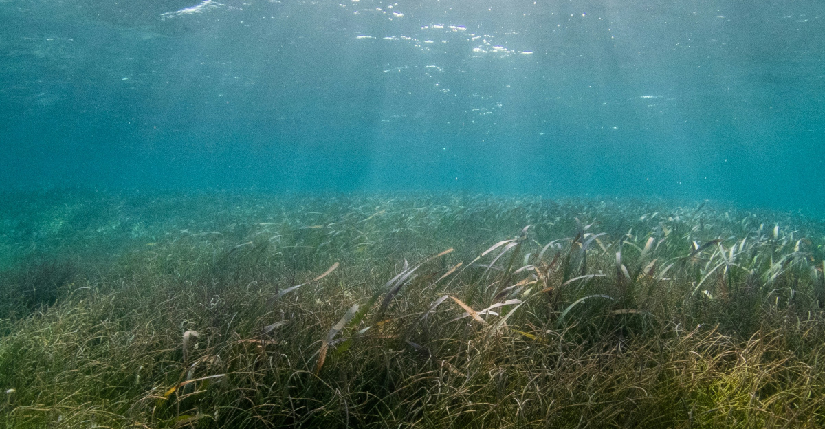 green and brown plant beside body of water