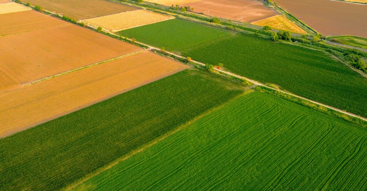 green grass field during daytime