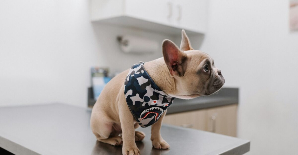 white french bulldog wearing blue and white polka dot shirt