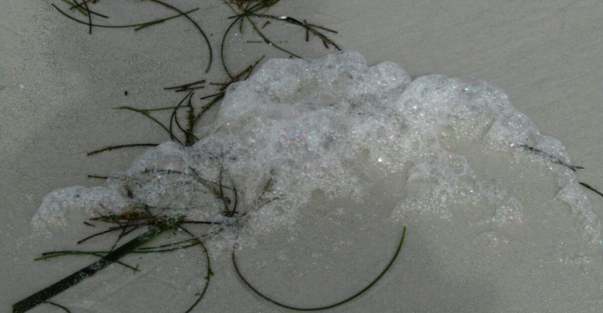 a close up of a plant with snow on it