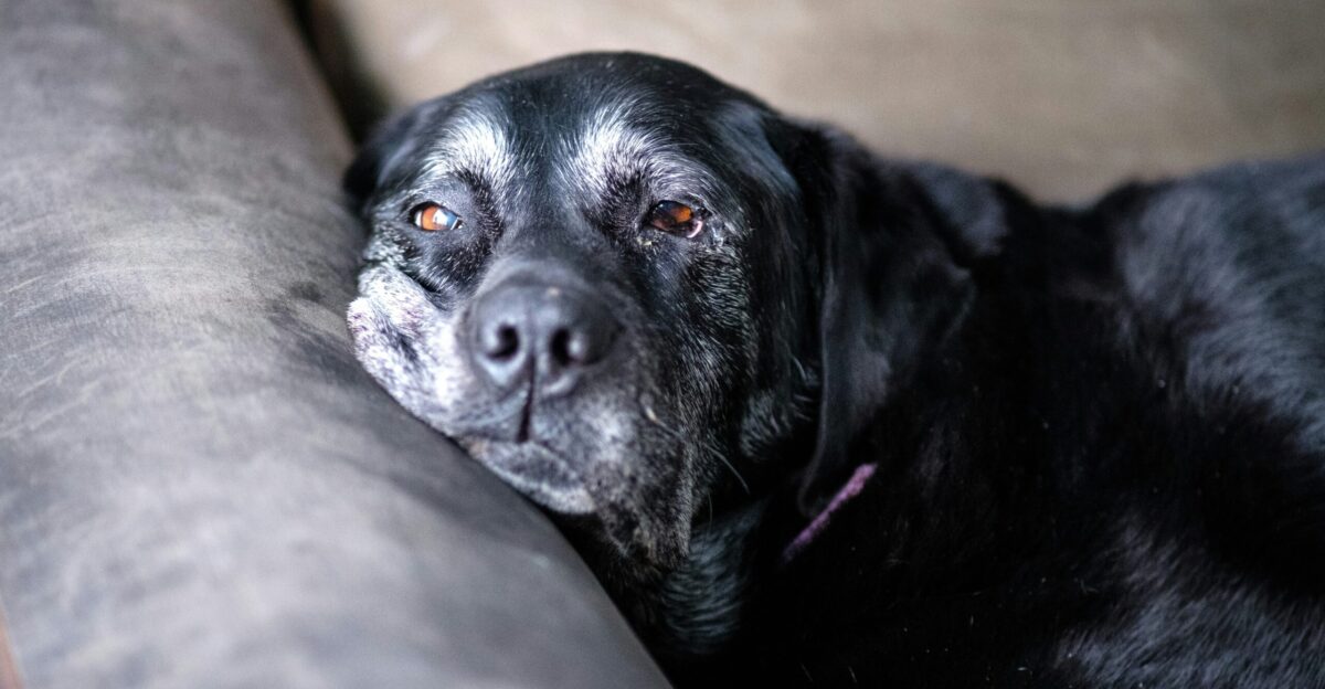 a close up of a dog laying on a couch