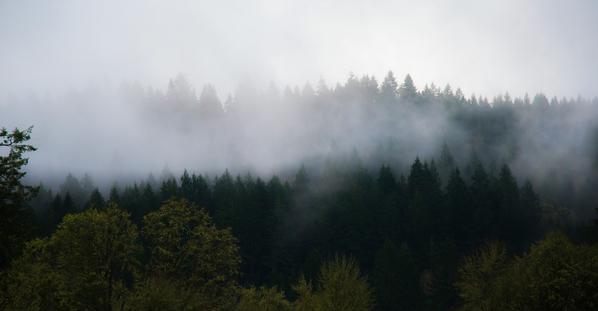 a forest filled with lots of trees covered in fog