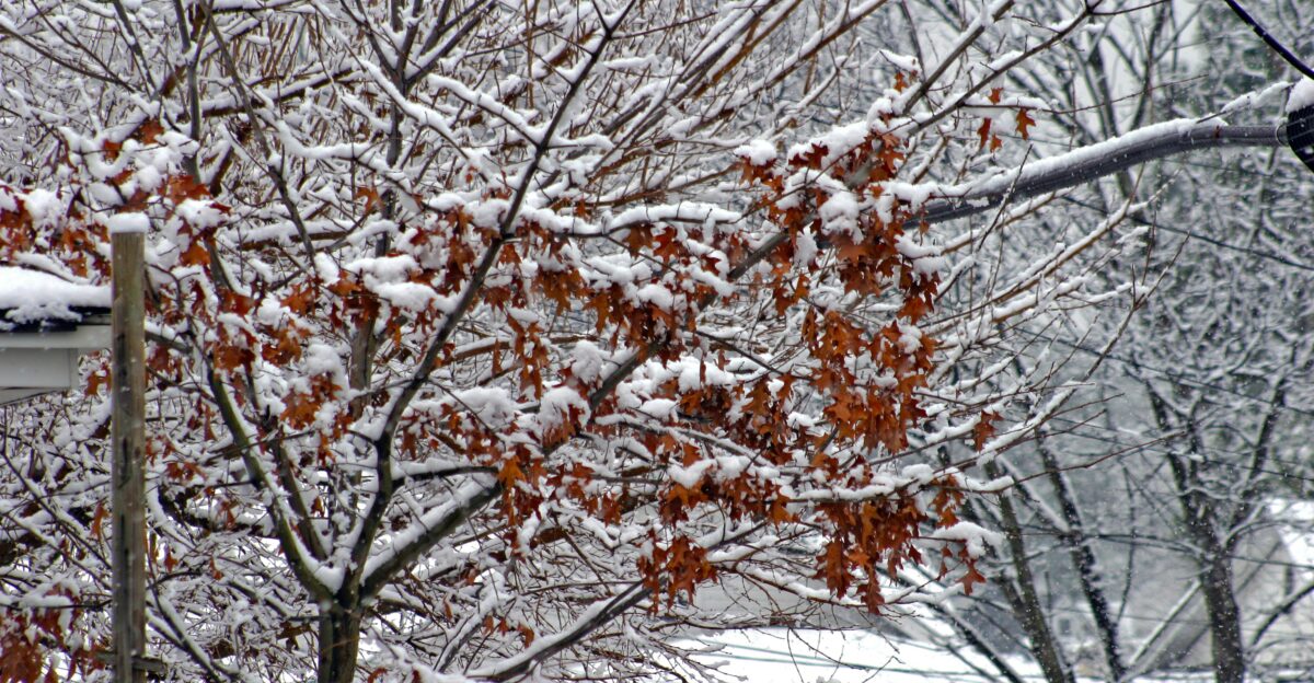 a street light sitting next to a tree covered in snow