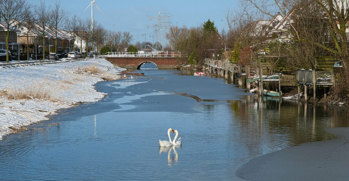 a swan is swimming in the water near a bridge