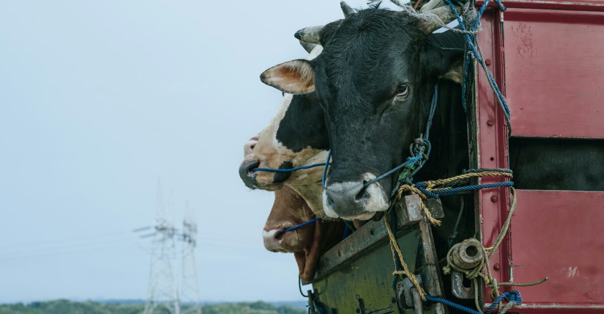 a cow sticking its head out of a red truck