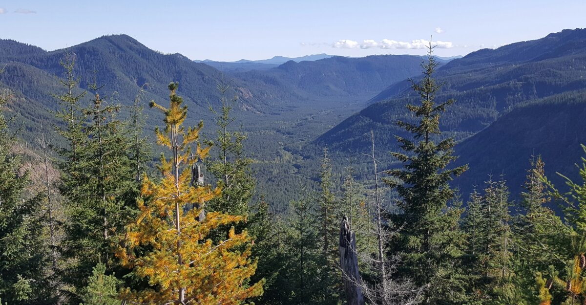 a forest of trees with mountains in the background
