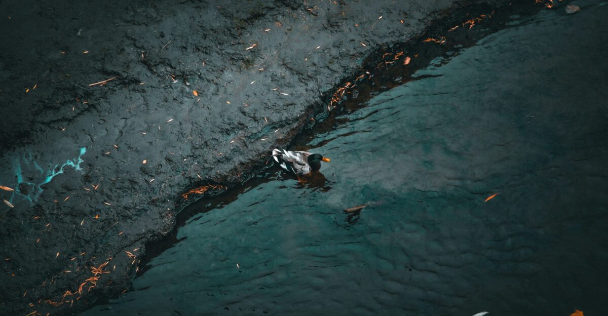 a duck swimming in a pond