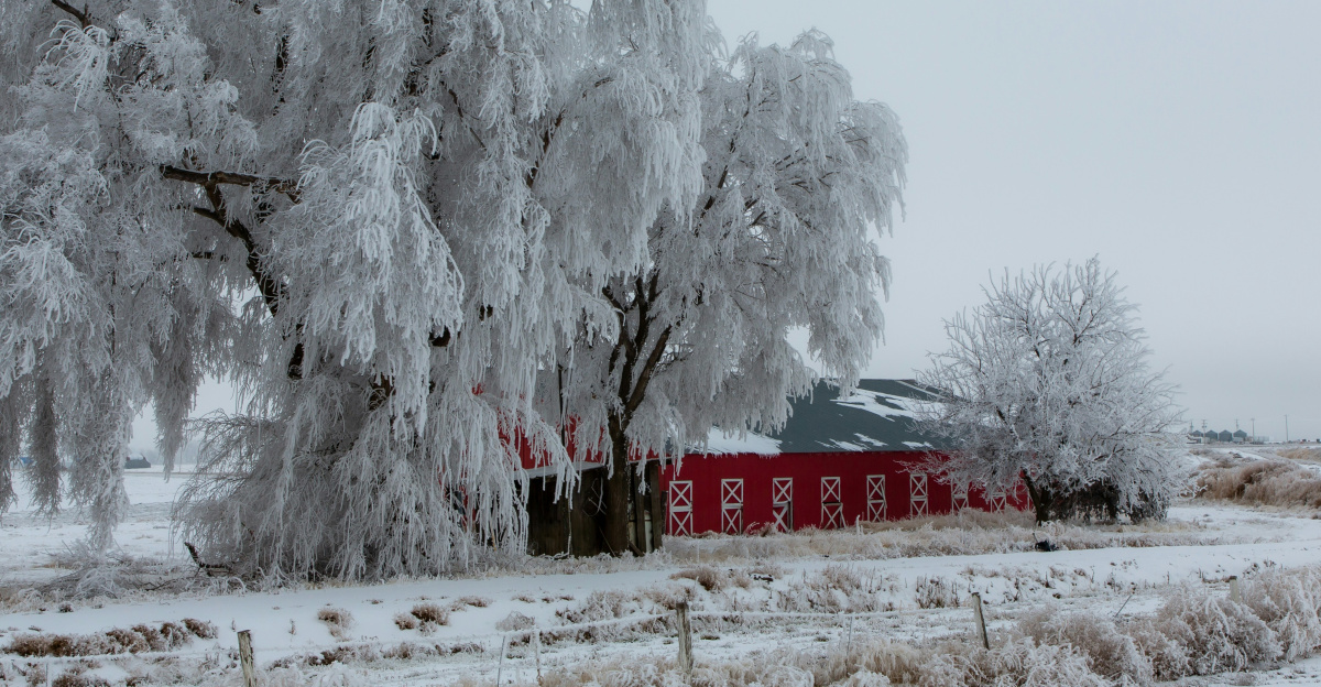 a snowy landscape with a red barn and trees