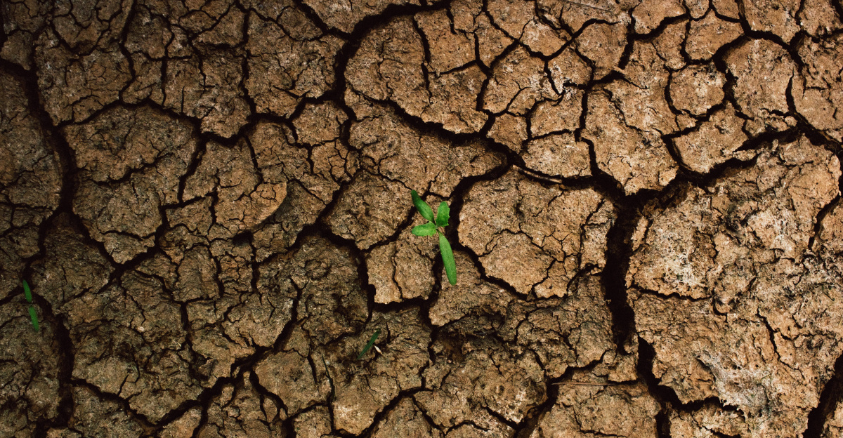 a plant sprouts out of the cracks of a dry, cracked surface