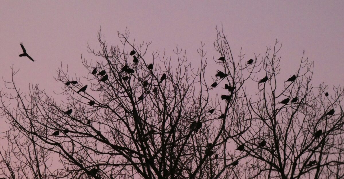 a flock of birds sitting on top of a tree