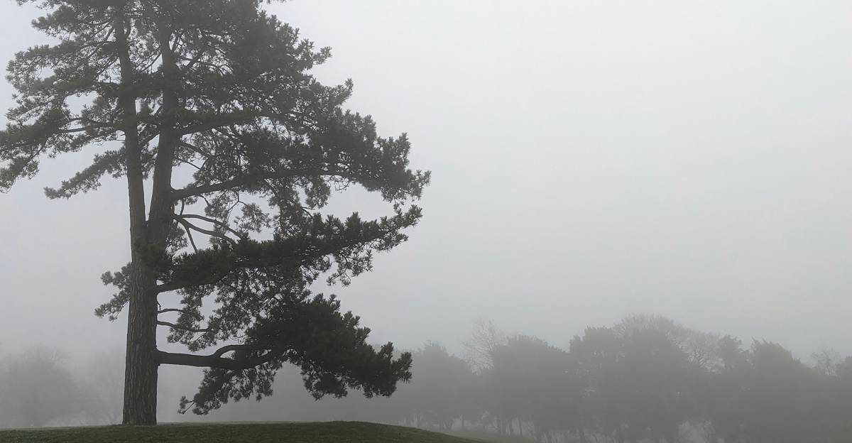 a lone tree on a foggy day in a field