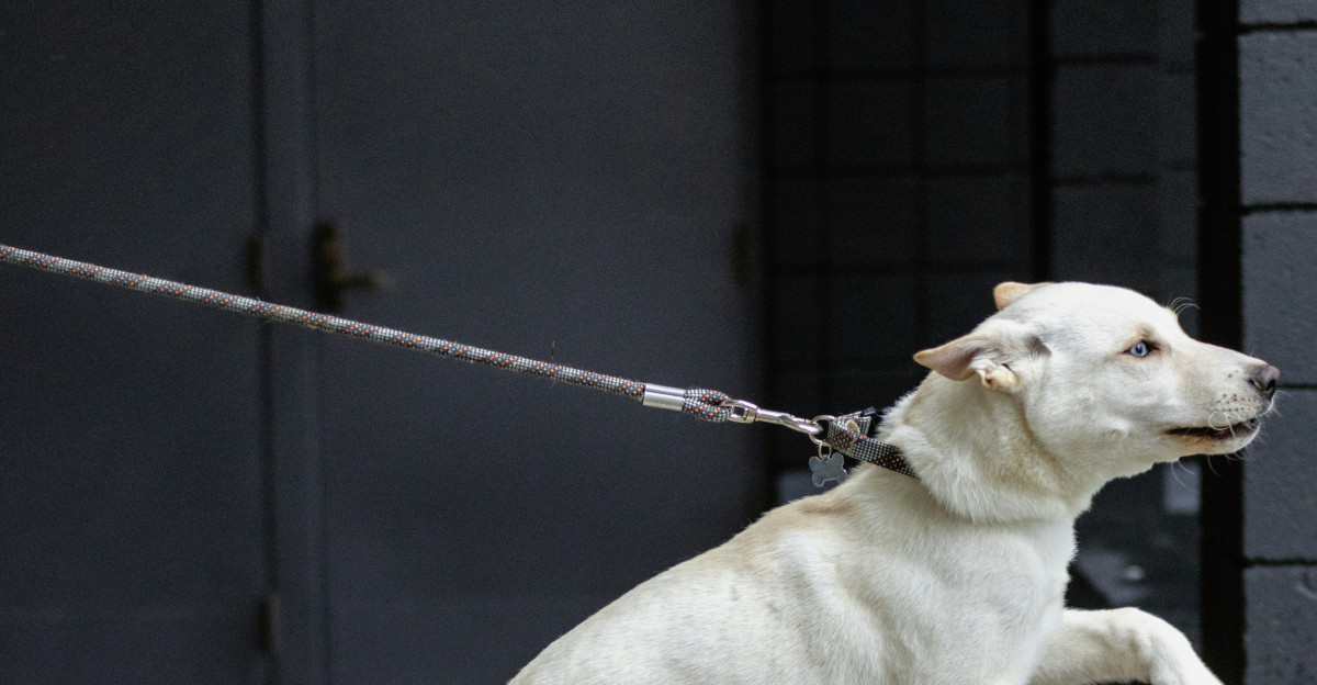 a white dog jumping up into the air on a leash