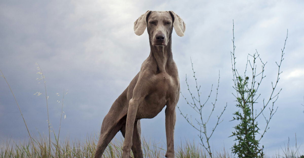 a dog standing in a field with a cloudy sky in the background