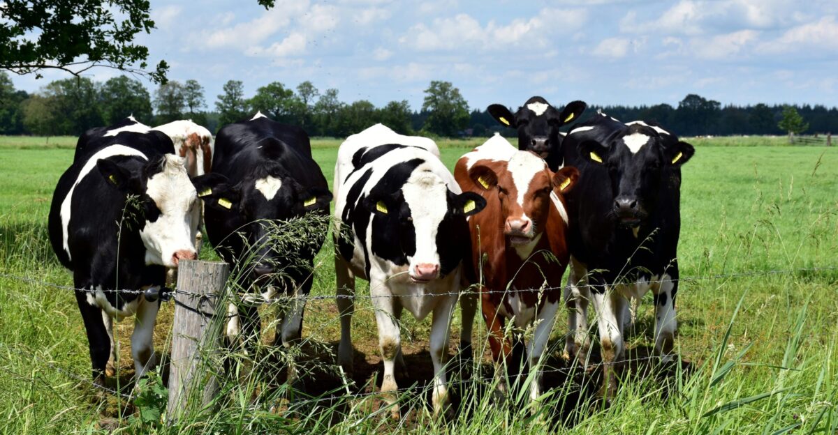 a herd of cows standing on top of a lush green field