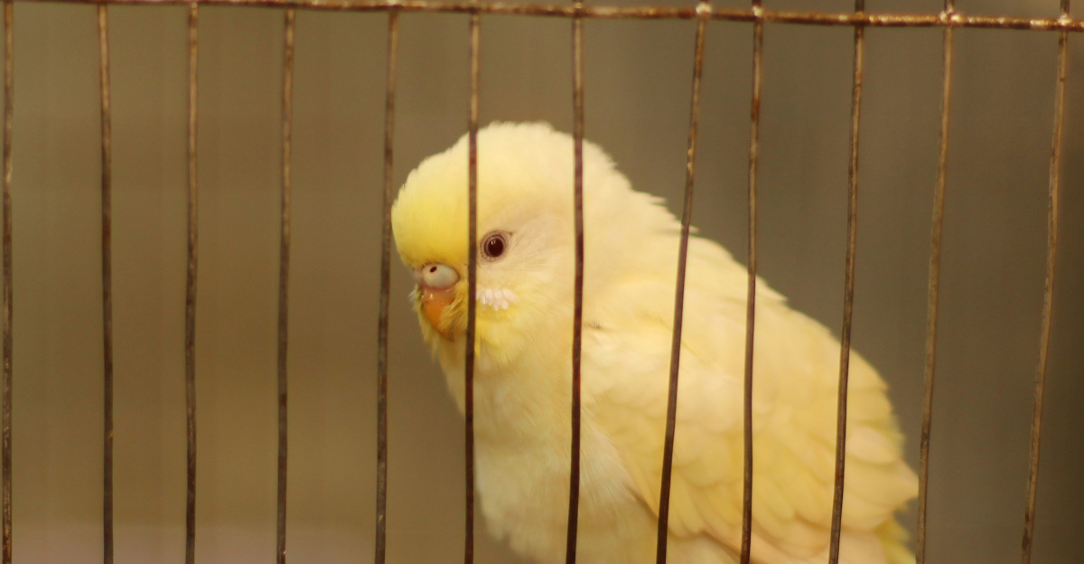 a yellow parakeet sitting in a cage
