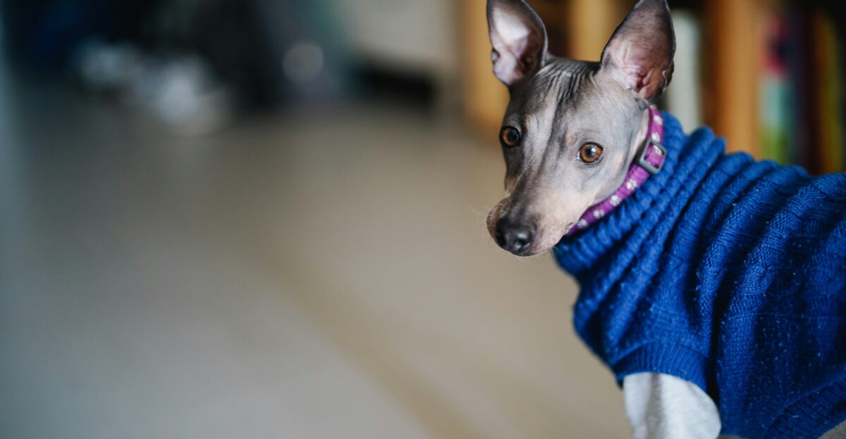 a dog wearing a blue sweater standing on a wooden floor