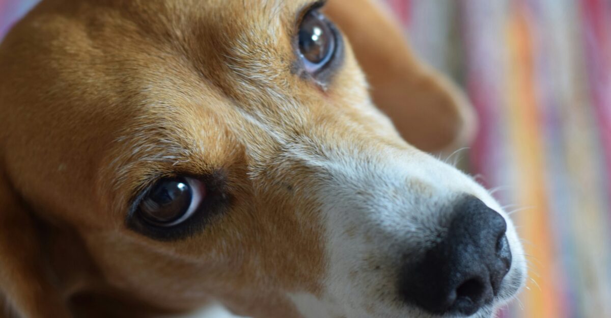 a close up of a dog with a collar