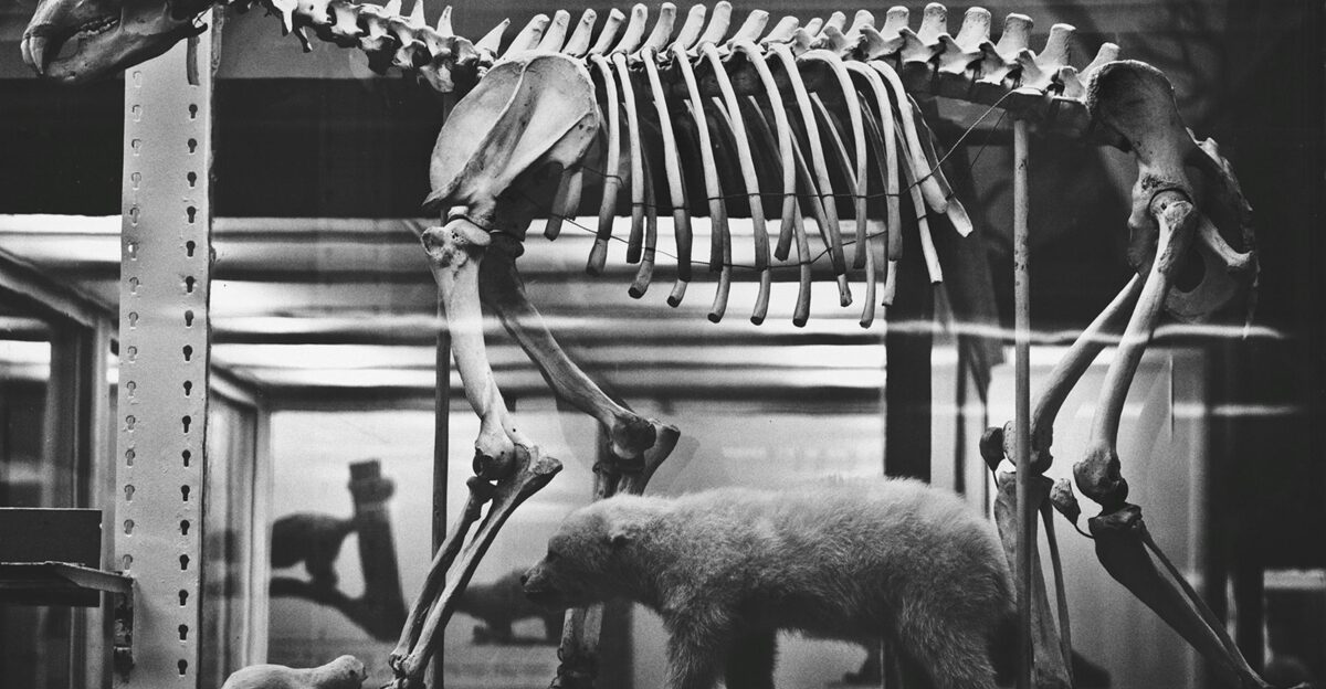 A black and white photo of a skeleton of a bear and a bear cub