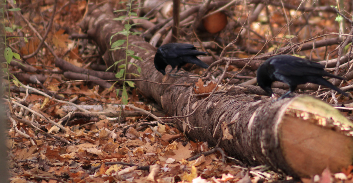 A group of birds sitting on top of a fallen tree