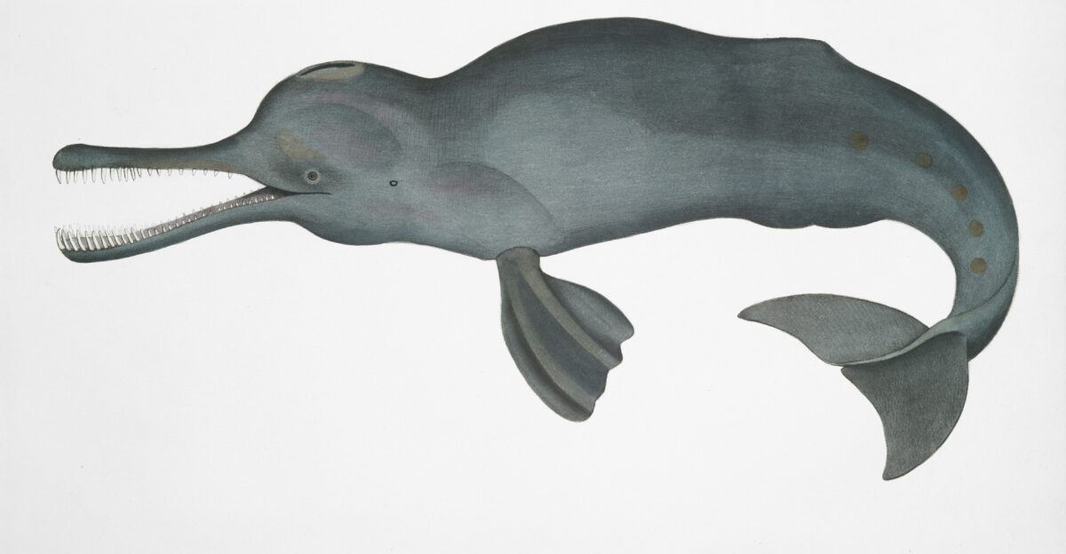 ichthyosaur evolution