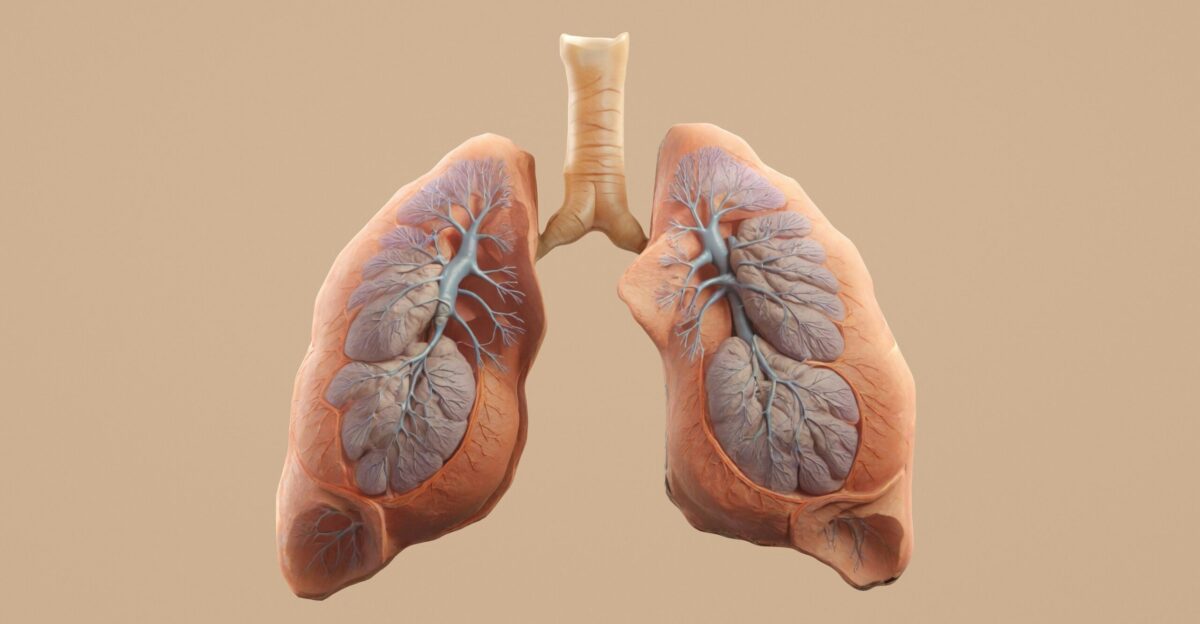 Here s a caption for the image human lungs with trachea shown