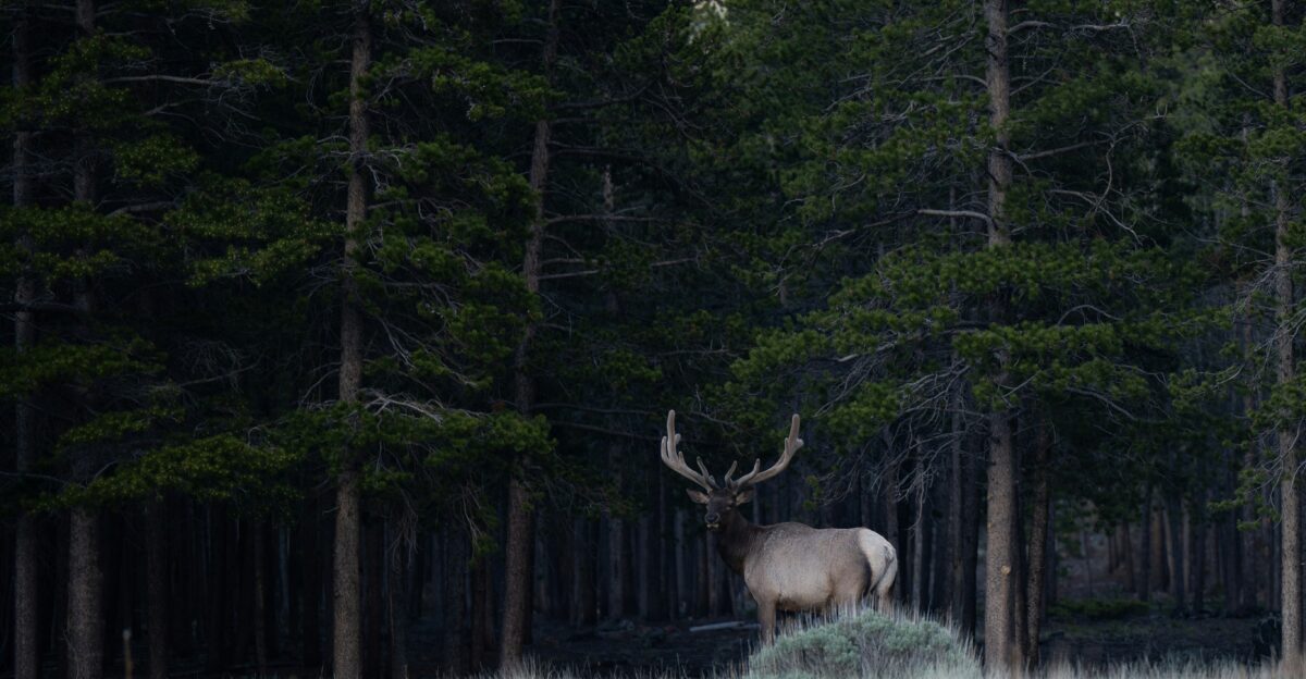 Elk with large antlers standing in a dark forest