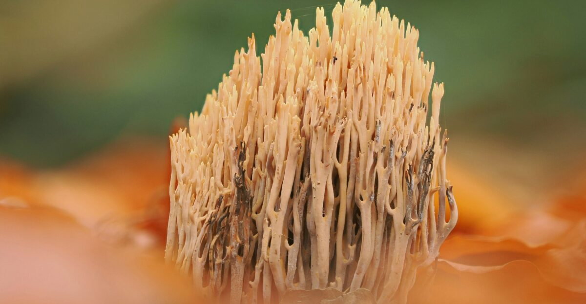 A close-up of a coral fungus on a forest floor